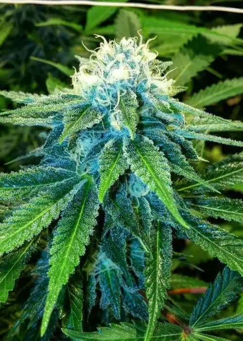 Sour Sunset