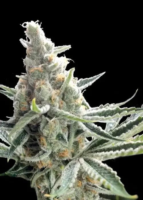 Strawnana Auto