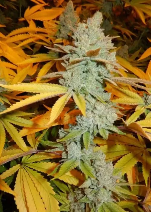 gorilla glue #4