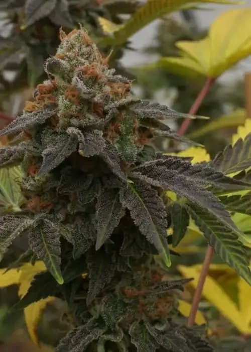 Sour Tangie cannabis strain - Sativa
