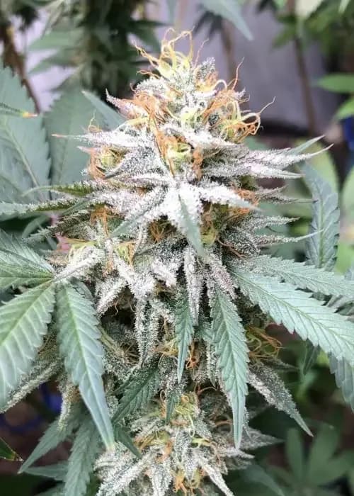 double lemon pie