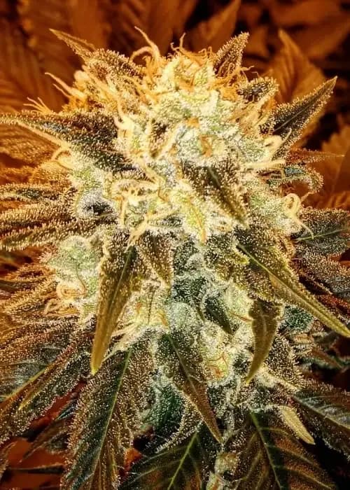 strawberry shortcake