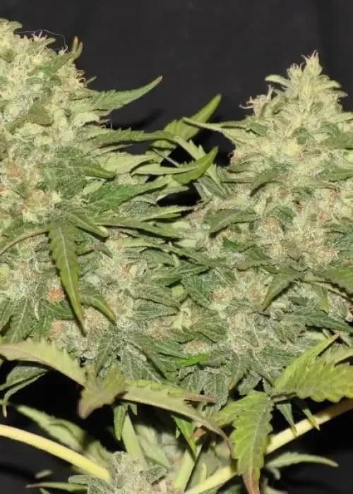 critical super silver haze