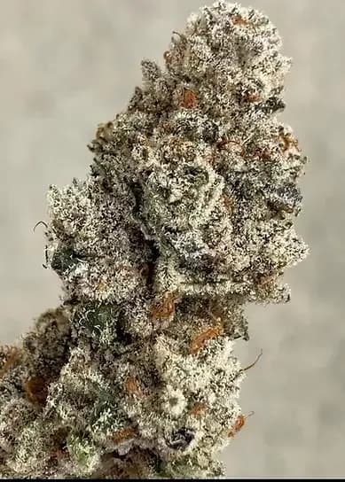 DSC Bomb Pop