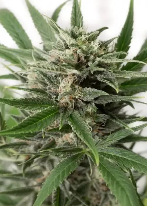 blue amnesia xxl