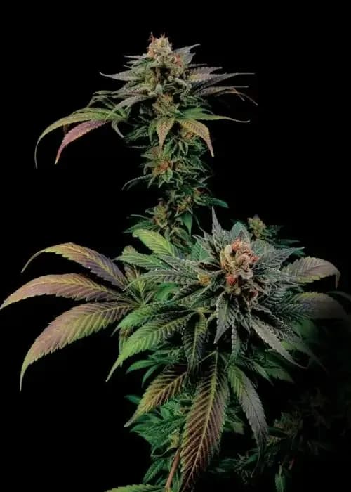 blue widow