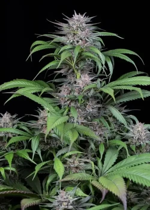 quick kush