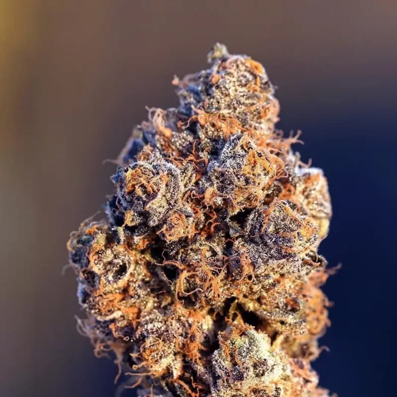 sunset sherbert