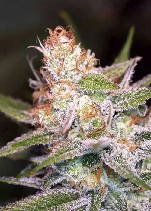 Divine Indica