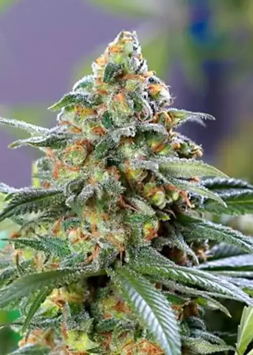 Divine Og Kush