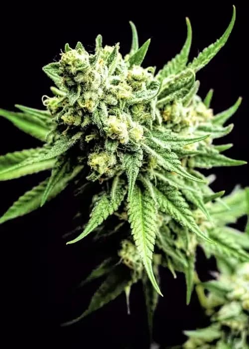 Divine Sativa