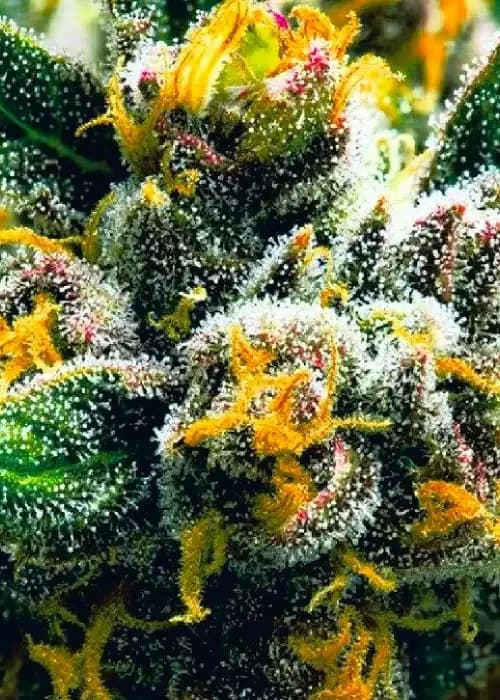 auto northern lights