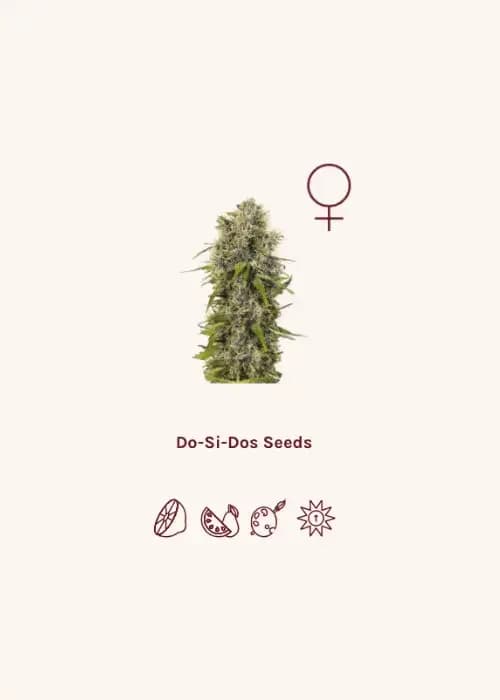do-si-dos #4