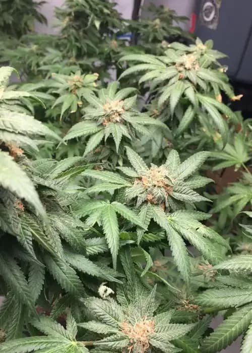 Double Purple Pie