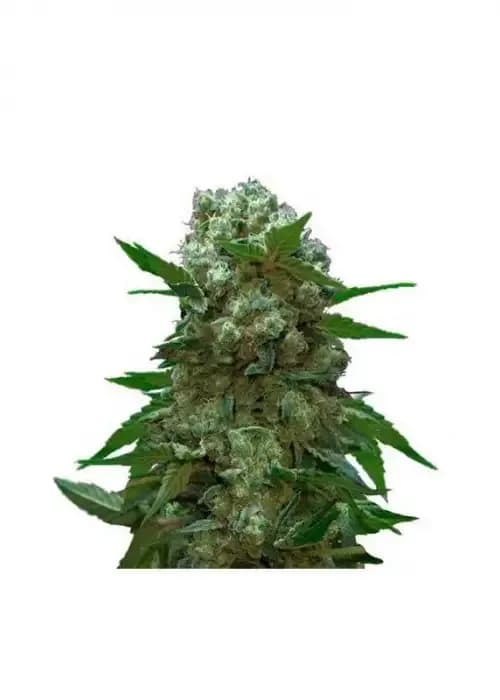AK47