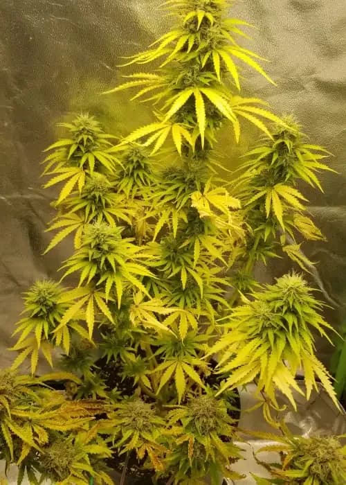 Cinderella 99 x Blueberry
