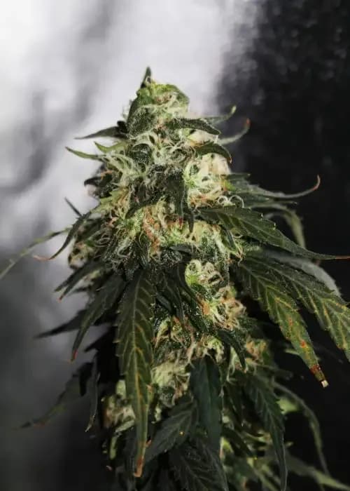 G13