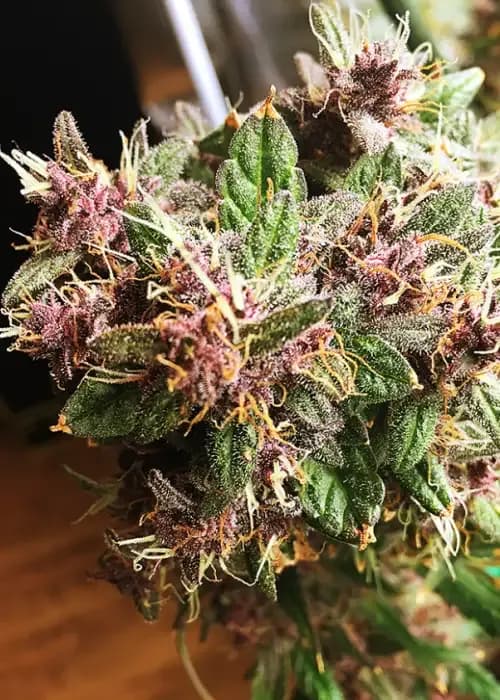 LSD Auto