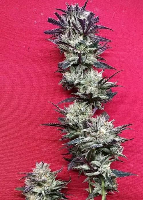 durban biscotti