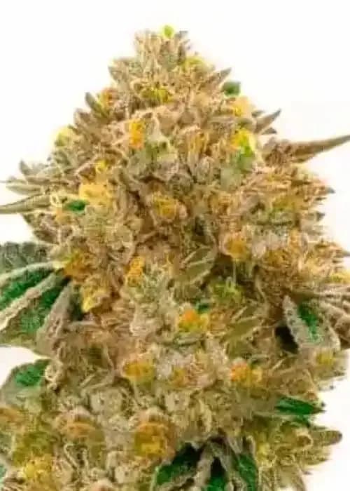 Durban Poison