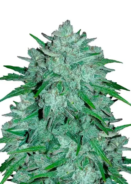 skywalker