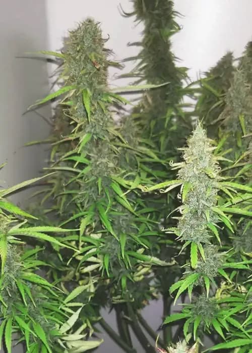 auto banana punch