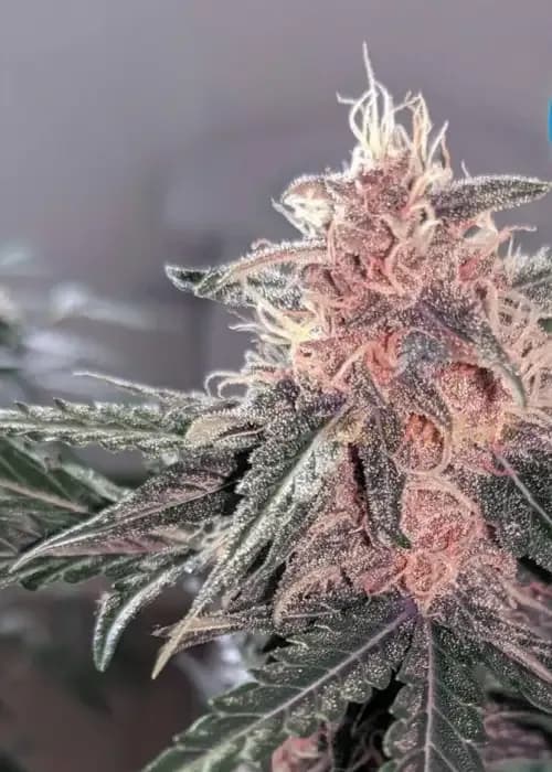 auto purple punch