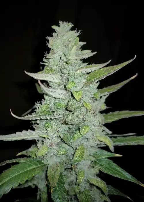 auto sour diesel