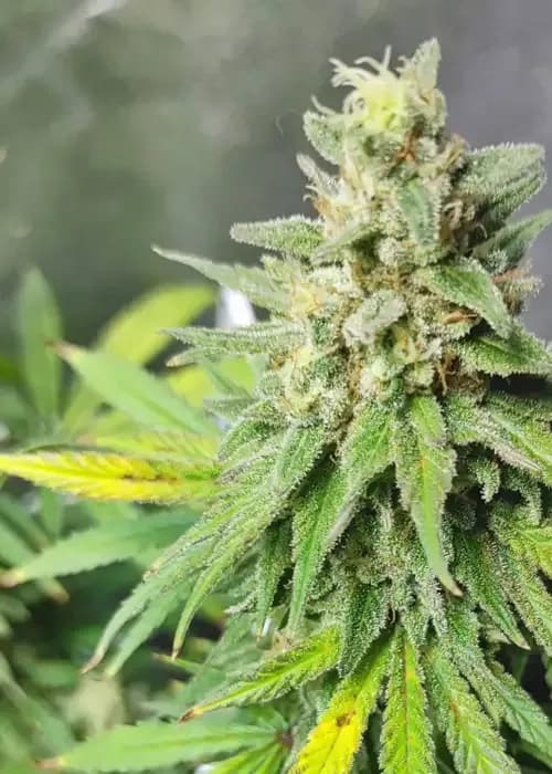 cbd critical mass