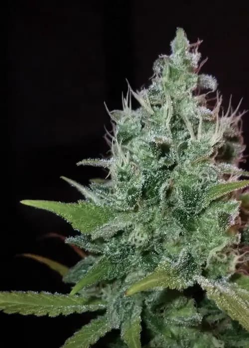 power plant