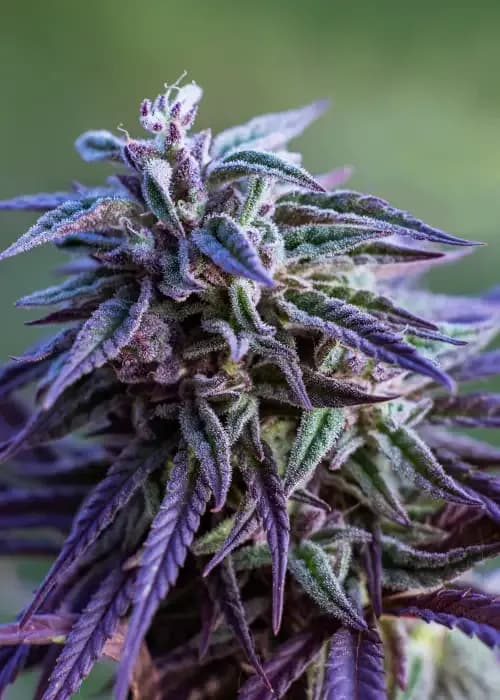 purple haze