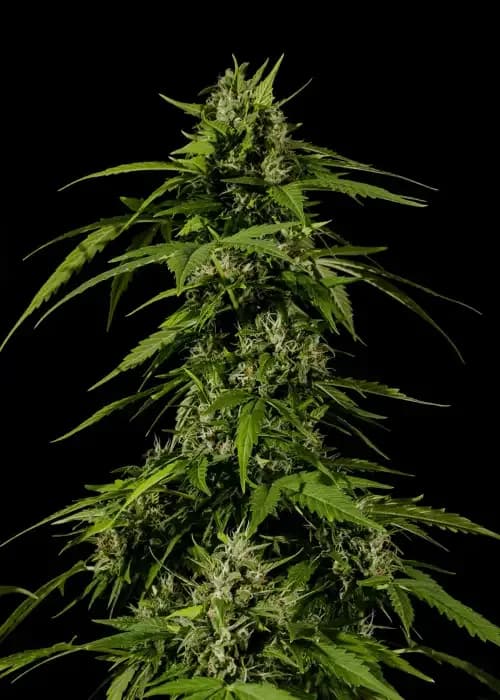 Auto Big Bud