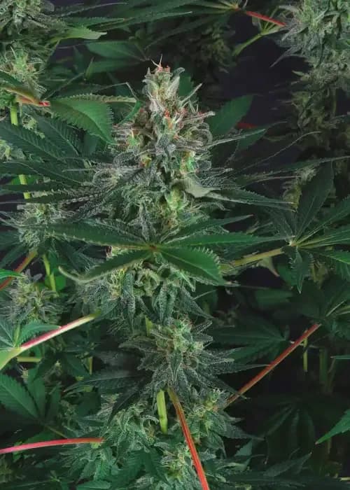 Strawberry Cough