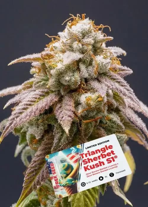 Triangle Sherbet Kush S1