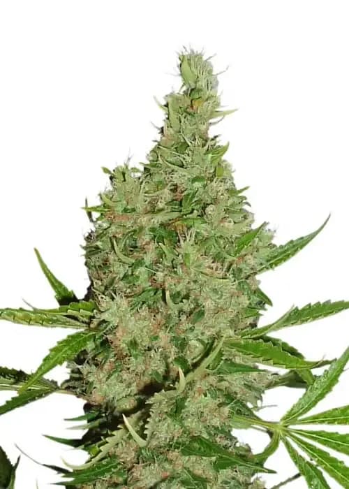 white widow x the ultimate