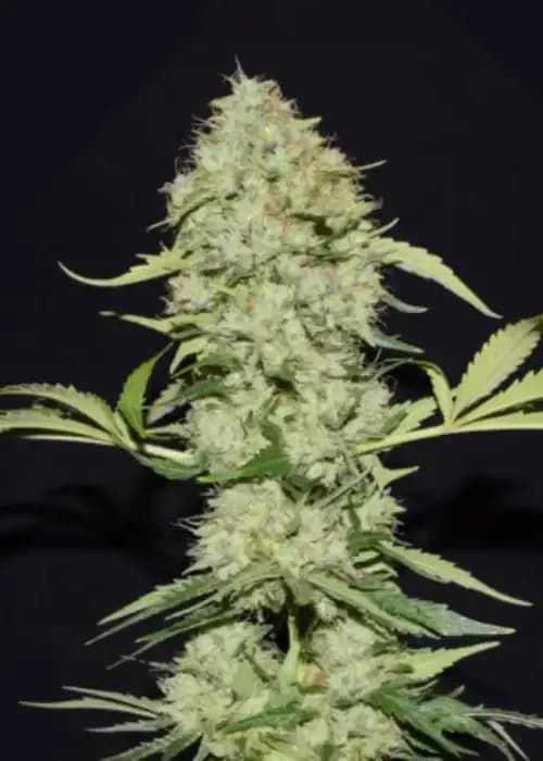 Big Fat Wedding Cake