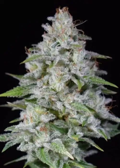 dutchfem