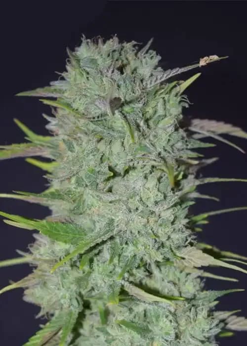 Gelato #41 Olandese