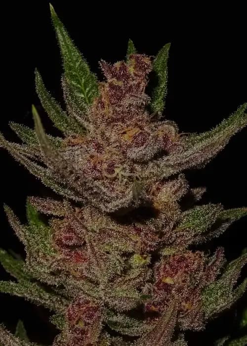 purple o.g. kush