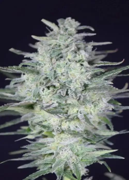Zkittlez Cupcake Candy