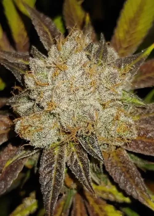 caramel candy kush