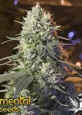 chaos kush