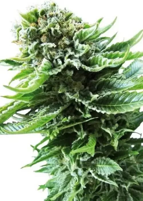 elmer's glue