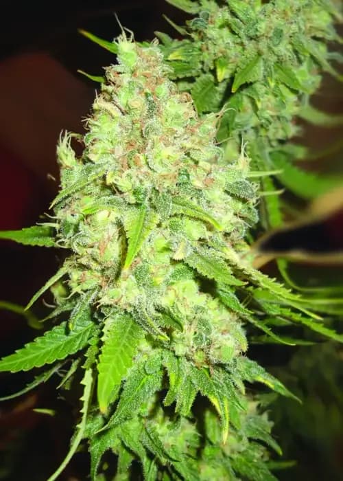 black berry og