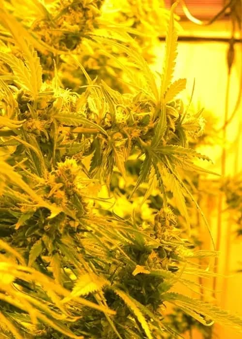 cheesy headband