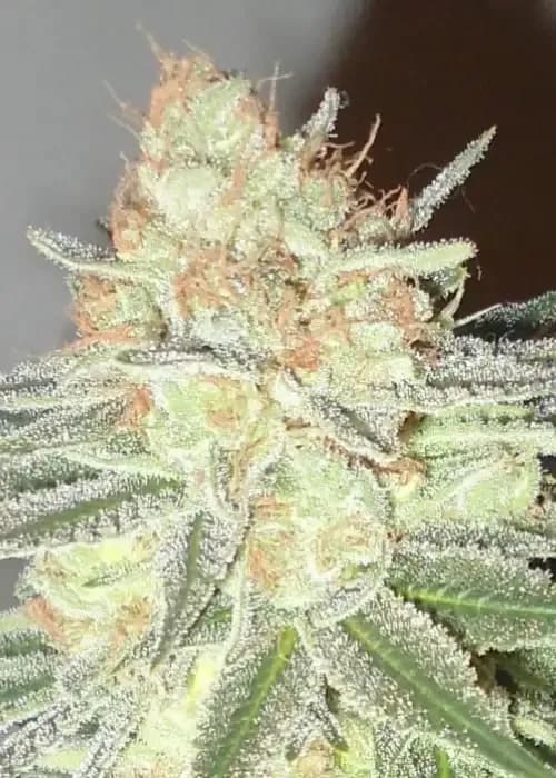 cotton candy cane