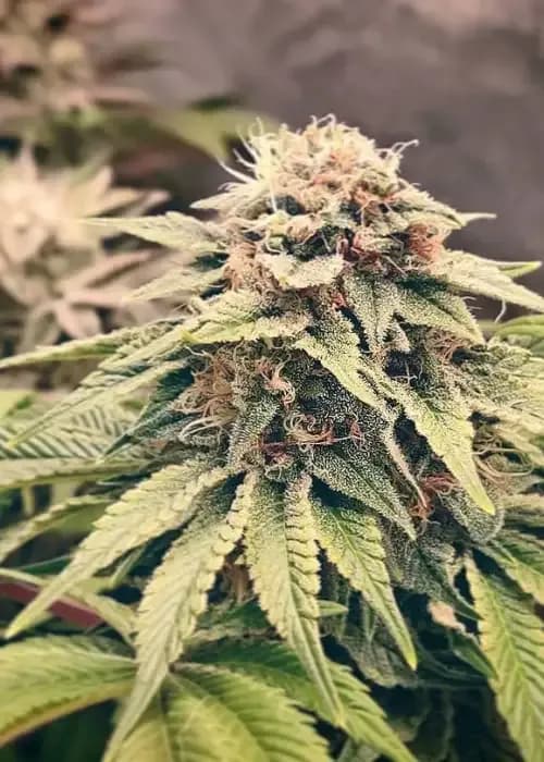 critical strawberry banana