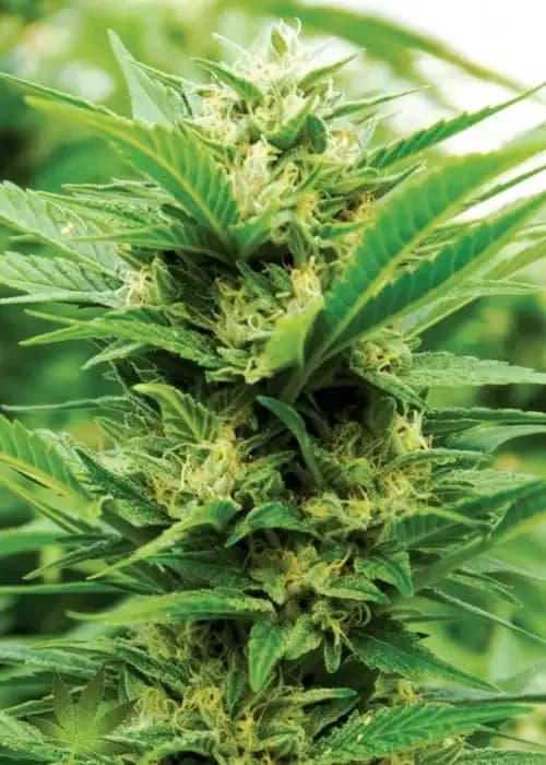 emerald jack