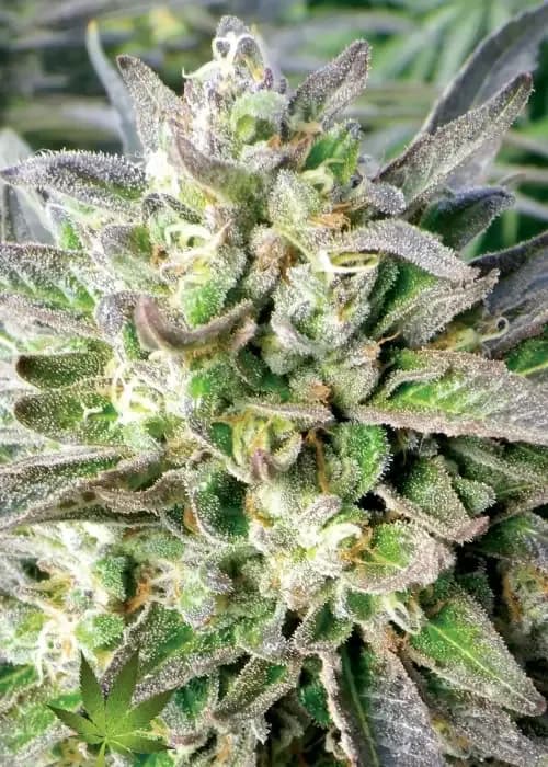 grapefruit krush
