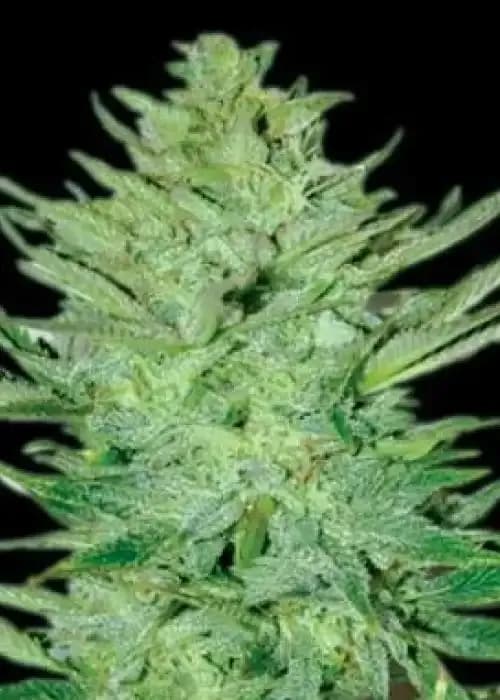 headlights kush auto